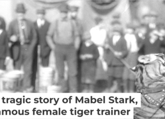 Mabel Stark tamed tigers – and even wrestled with them. Circus and Allied Arts Collection, Illinois State University's Special Collections, Milner Library